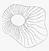 精雕_abipac
红木